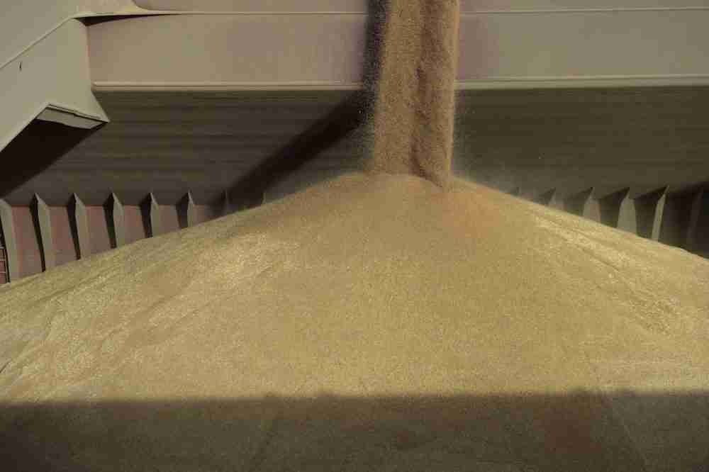 أحدث عطاءات القمح المصرية تُظهر تكلفة ضخمة لشراء الحبوب