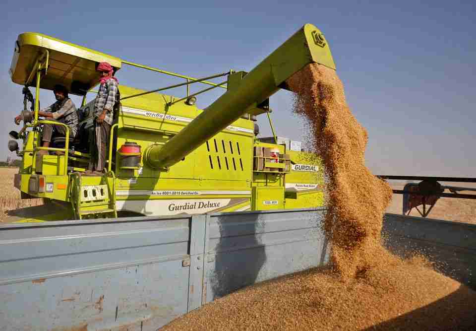 حصاد القمح في حقل على مشارف مدينة أحمد أباد الهندية، في 16 مارس 2022. الصورة: أميت ديف، لرويترز.