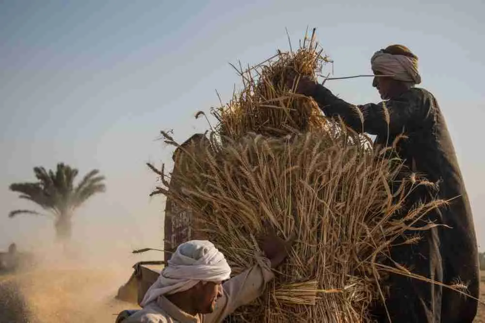 صفقة مصرية هندية عمال يحصدون القمح بالفيوم، مصر. الصورة: إسلام صفوت، لبلومبيرغ.