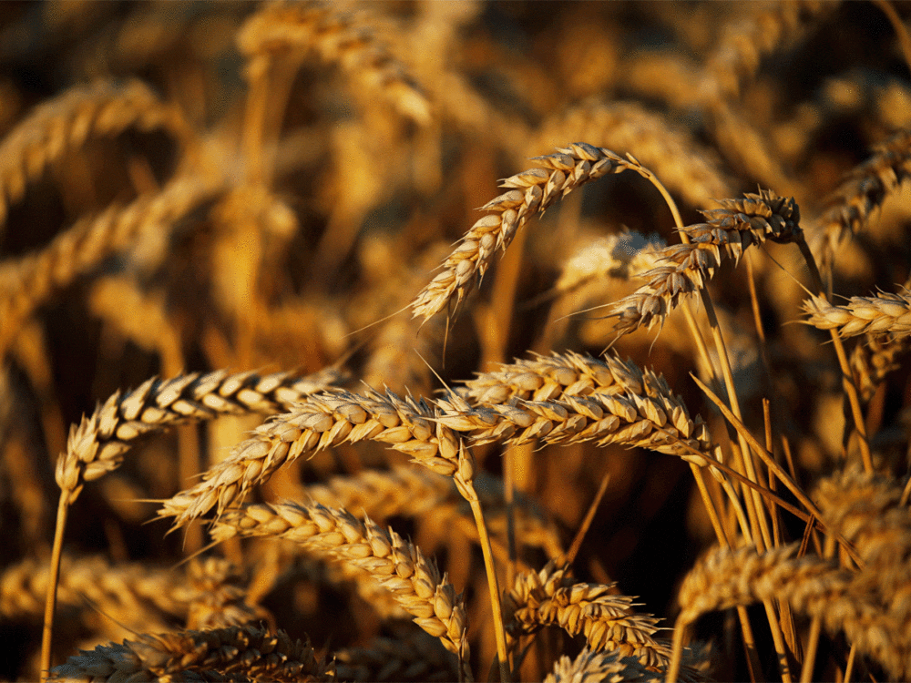 rabi-wheat مصد الصورة: ذا إيكونوميك تايمز