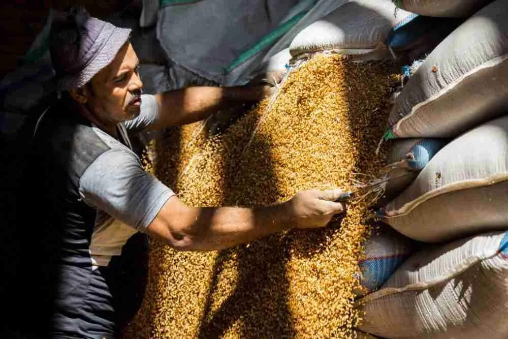 أكبر الدول المصدرة للقمح في عام 2023