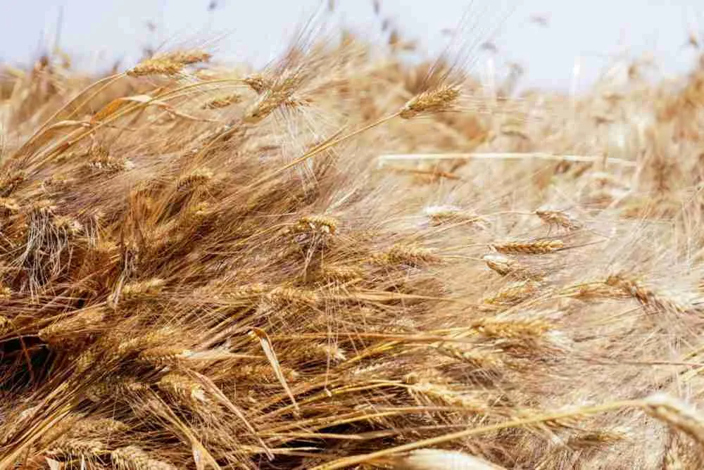 واردات القطاع الخاص المصري من القمح تتوقف بسبب شح الدولار