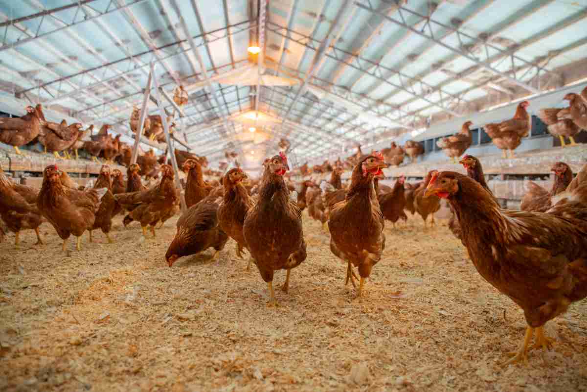 أسهم شركة إنتاج البيض كال ماين تتراجع بعد إعلان النتائج