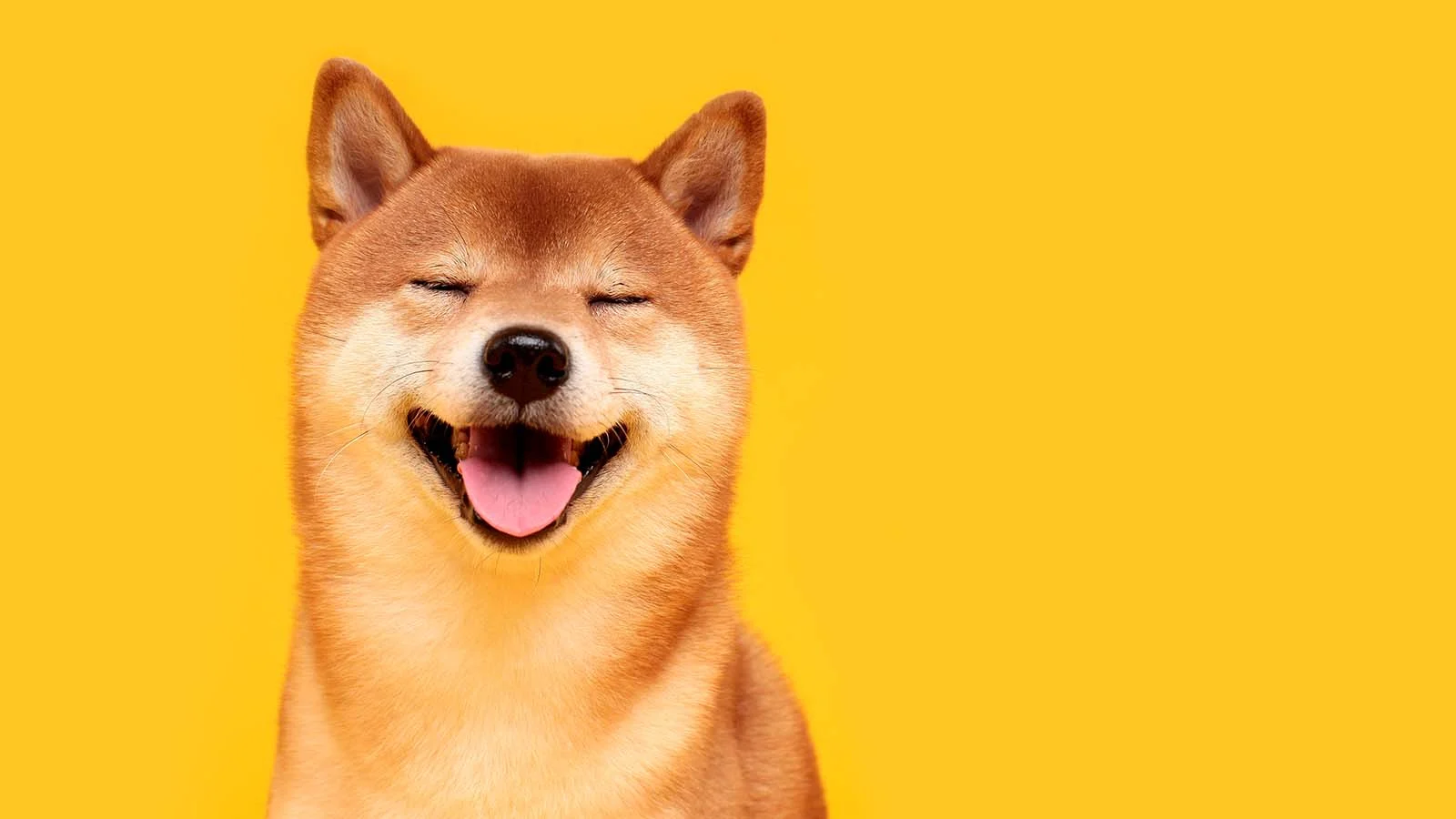 Shiba Inu and Dogecoin, Two Meme Coins, Are Beating Bitcoin مصدر الصورة: وسائل التواصل الاجتماعي