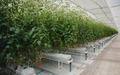 آيريس السعودية تختتم جولة تمويل بقيمة 16 مليون دولار